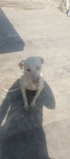 bully female for urgent sale