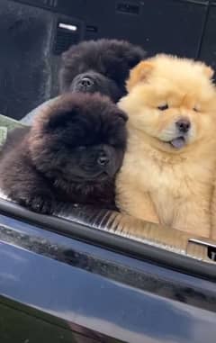 Chow chow top notch quality black and beige