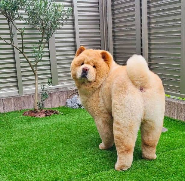 Chow chow top notch quality black and beige 1