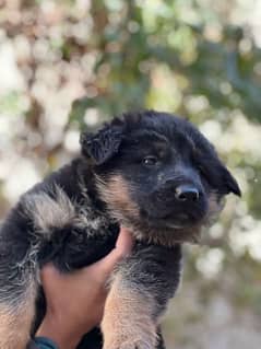 German Shepherd long coat feamle | GSD Puppy | long coat Puppy