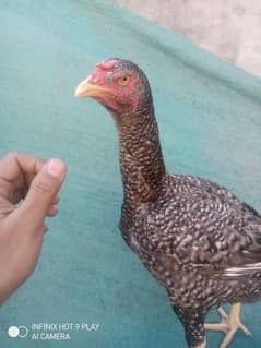 Aseel hen for sale Egg laying Coco Colour me ha. long hight.