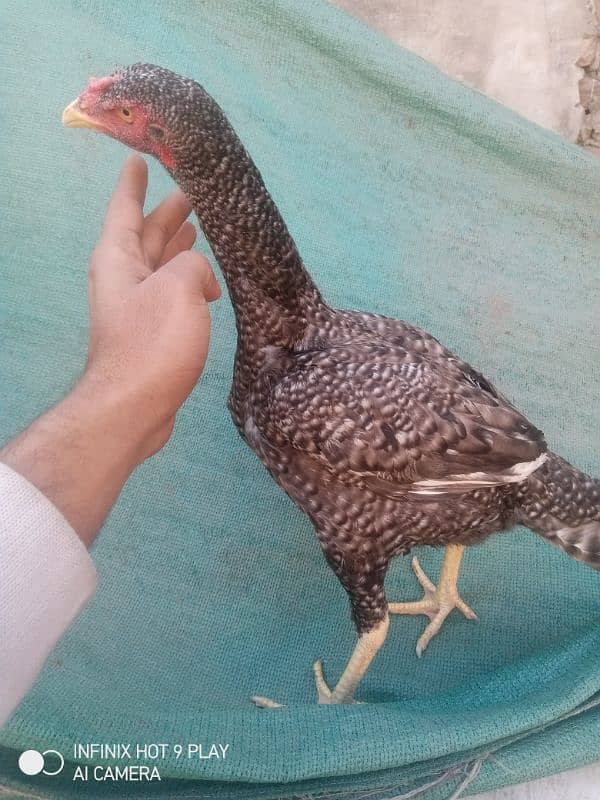 Aseel hen Egg laying Coco Colour me ha. long hightt 2