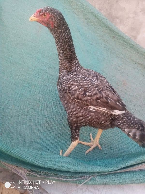 Aseel hen Egg laying Coco Colour me ha. long hightt 3