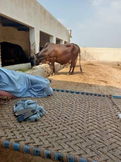 bathreen milking cow