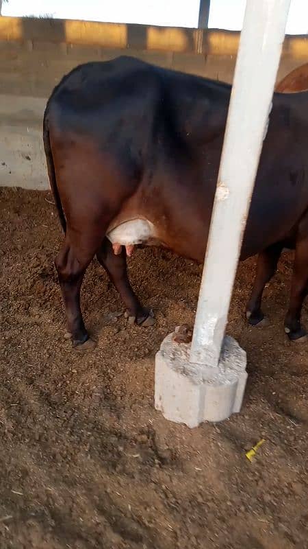 bathreen milking cow 1