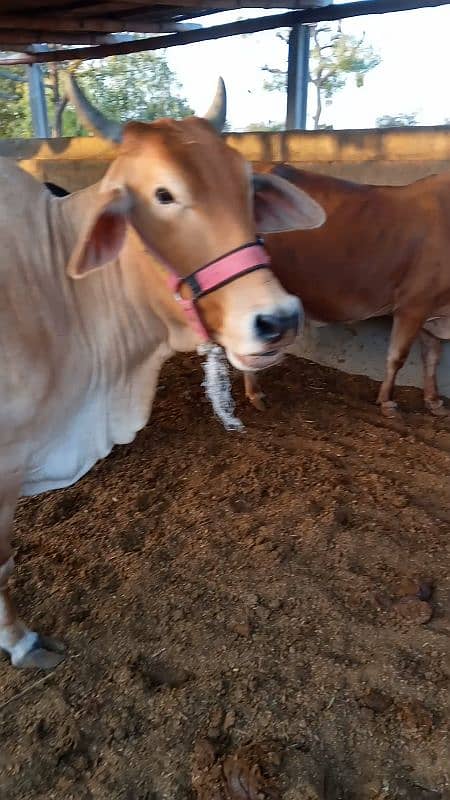 bathreen milking cow 2