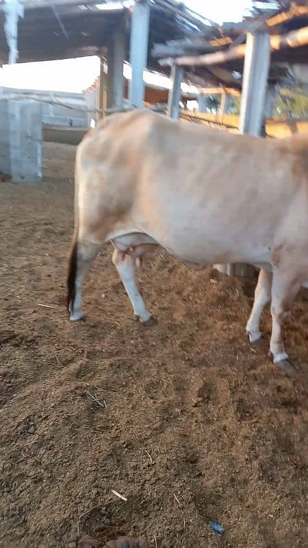 bathreen milking cow 3