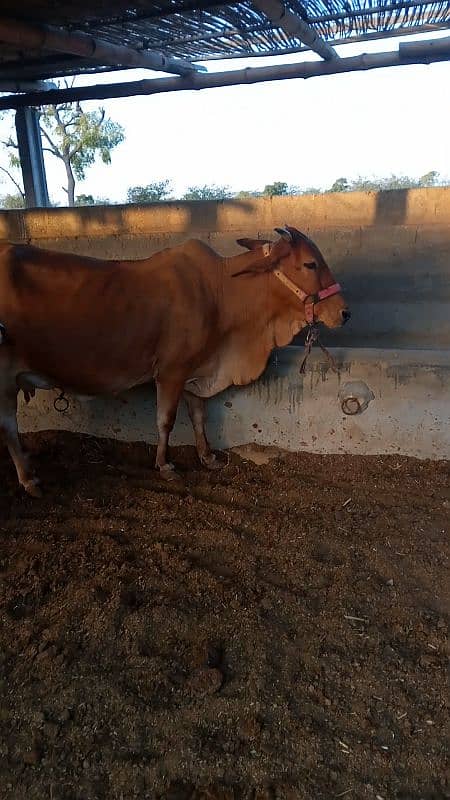 bathreen milking cow 4