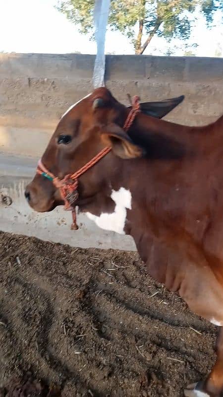 bathreen milking cow 7