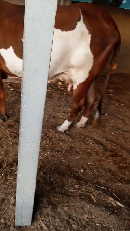 bathreen milking cow 8