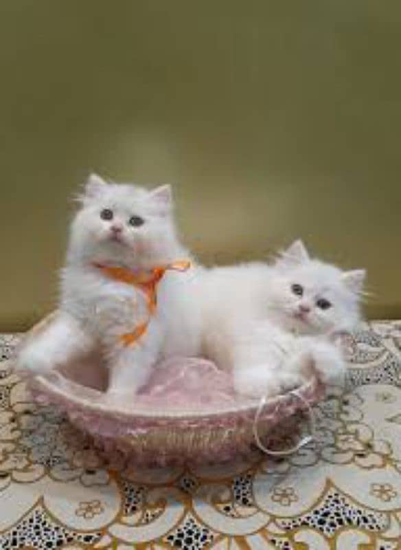 Persian kittens My WhatsApp 03015880301 4