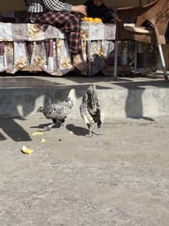 silver sebright crossing pair near to egg laying