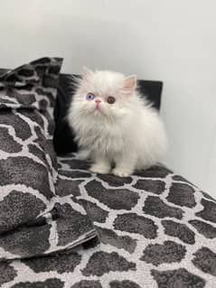 CFA lineage Persian Kitten Peke Piki Peki Face Cat