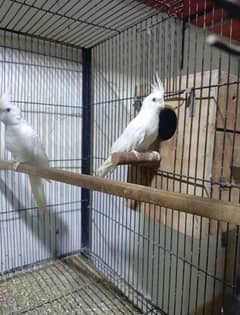 Breeder pairs cocktail/white java/grey java/lovebird