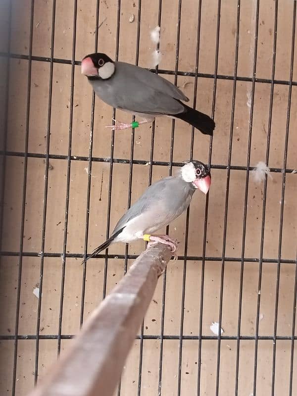 Breeder pairs cocktail/white java/grey java/lovebird 3