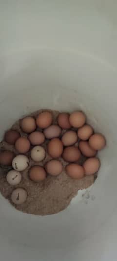 Lohmann Brown cross fertile eggs