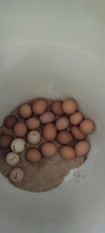 Lohmann Brown cross fertile eggs 0