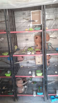 cage and bird for sale q