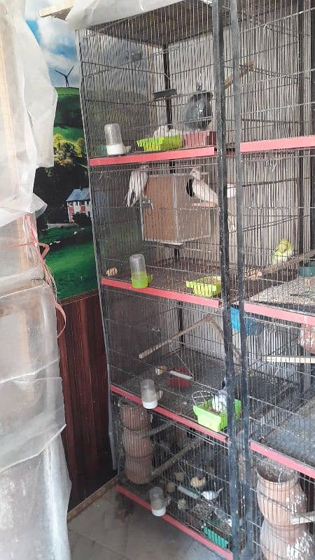 cage and bird for sale q 1