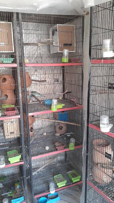 cage and bird for sale q 3