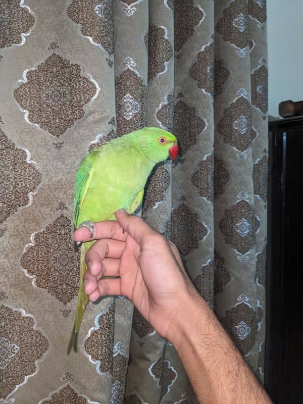 Green Ringneck Female (Cocktail Female Free) 0