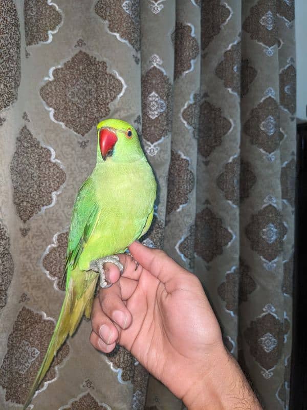 Green Ringneck Female (Cocktail Female Free) 1