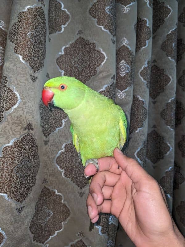 Green Ringneck Female (Cocktail Female Free) 2