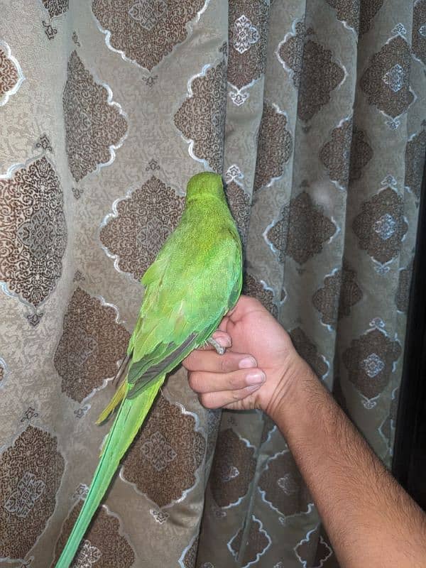 Green Ringneck Female (Cocktail Female Free) 3