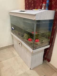 Fish aquarium