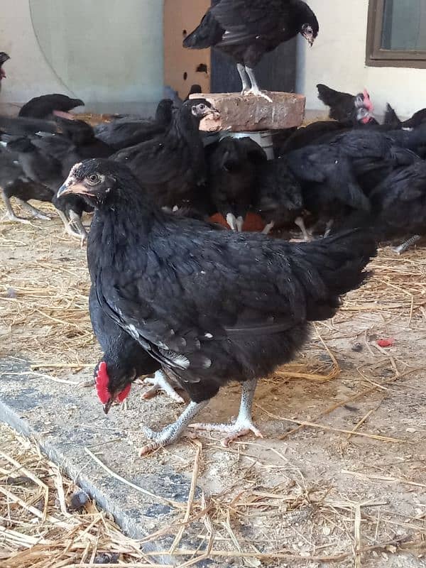 Pure Australorp breed Desi hens/murgi 0