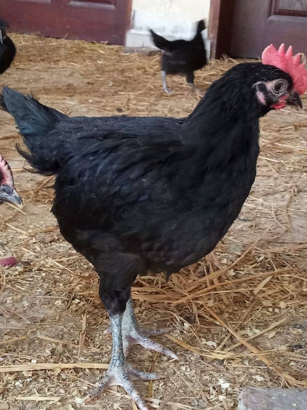 Pure Australorp breed Desi hens/murgi 1