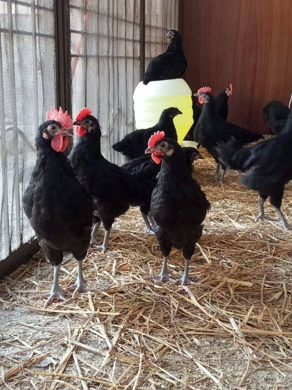 Pure Australorp breed Desi hens/murgi 2