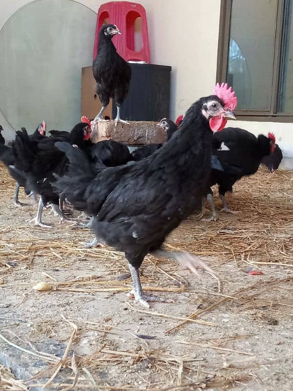 Pure Australorp breed Desi hens/murgi 3