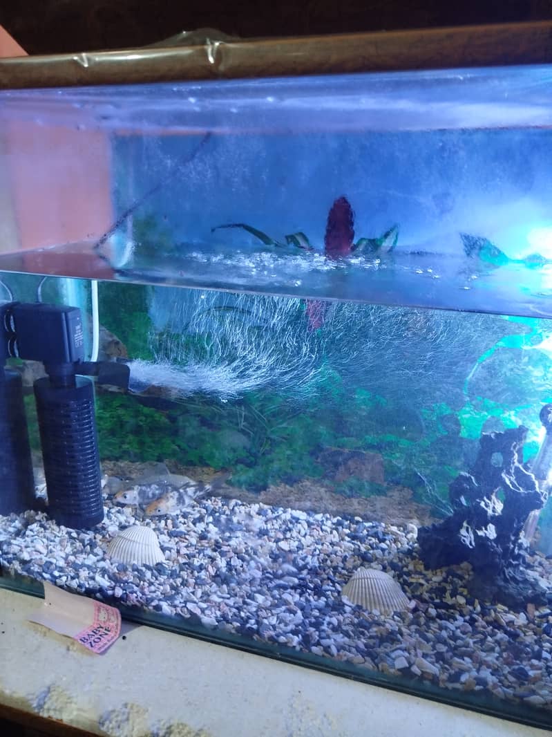 Fish aquarium for sale 0