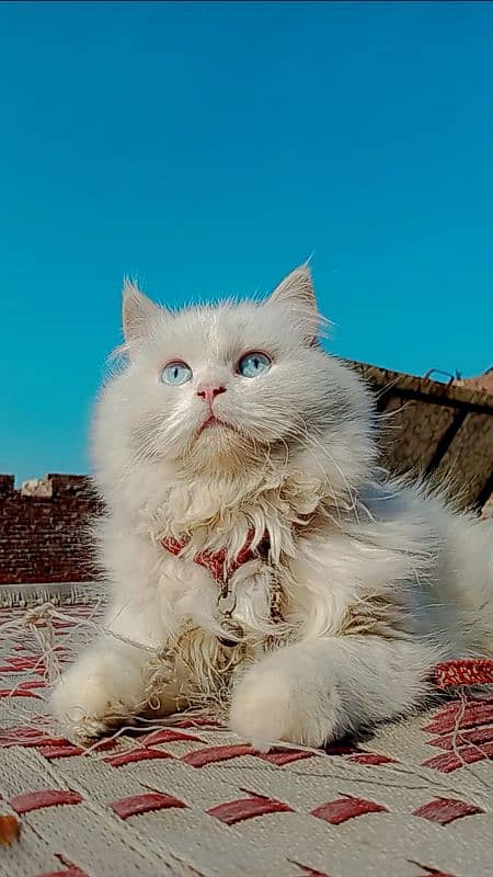 BLUE EYE PERSIAN MALE 0