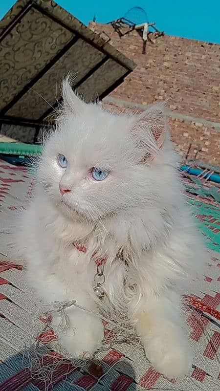 BLUE EYE PERSIAN MALE 1