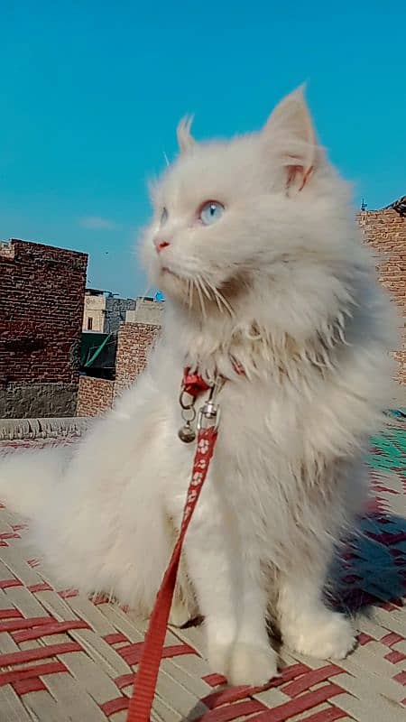 BLUE EYE PERSIAN MALE 2