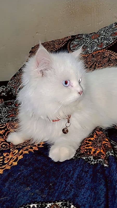 BLUE EYE PERSIAN MALE 3