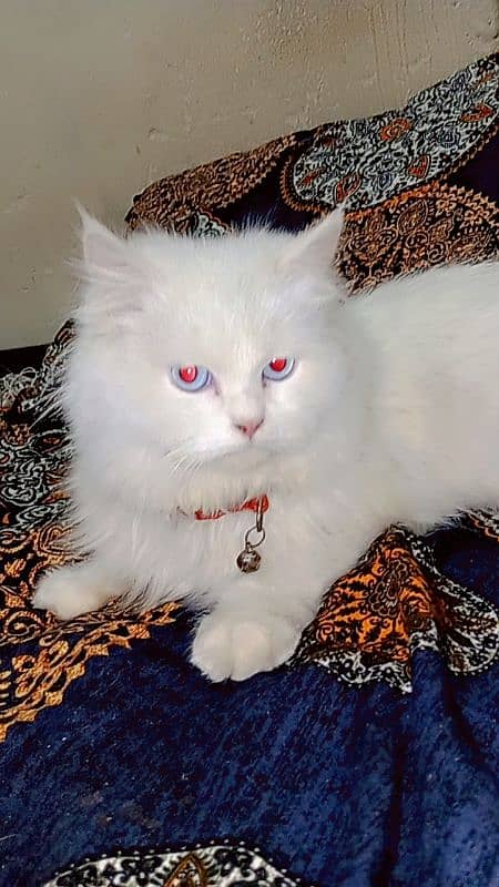 BLUE EYE PERSIAN MALE 4