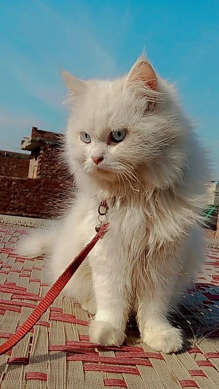 BLUE EYE PERSIAN MALE 5