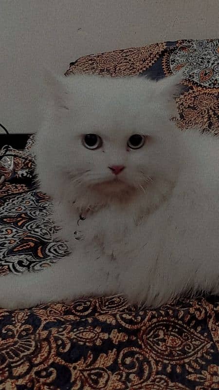 BLUE EYE PERSIAN MALE 6