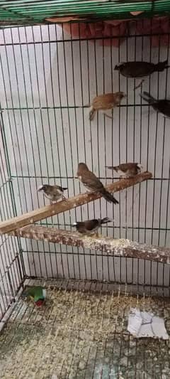 Banglize finches