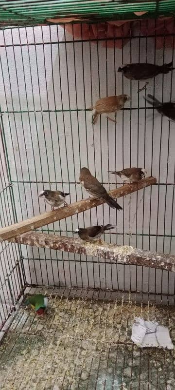 Banglize finches 0