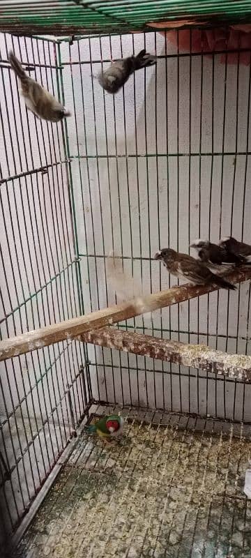 Banglize finches 2