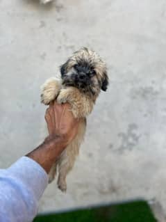 Shitzu female pup available