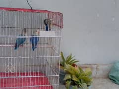 birds with cage