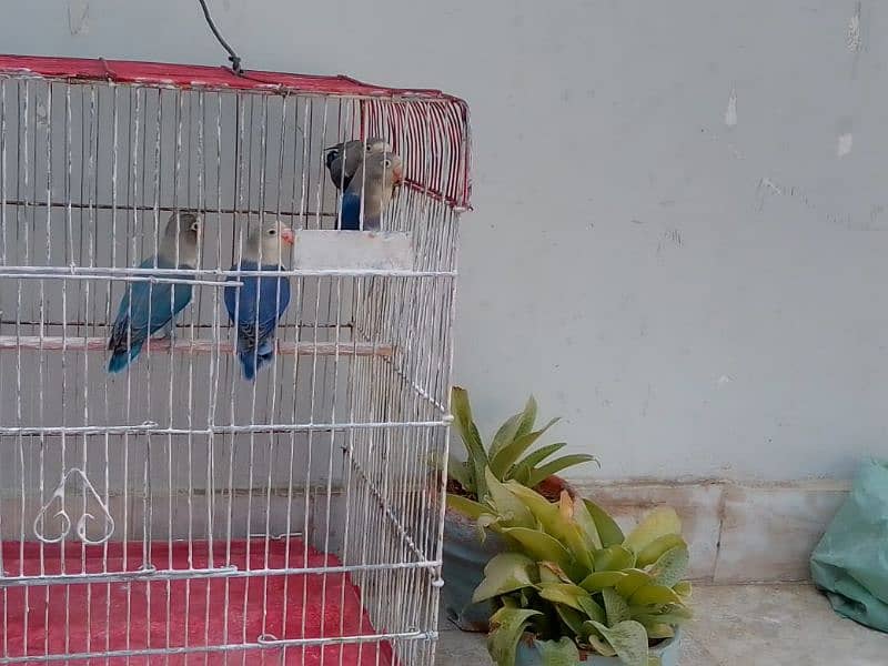 birds with cage 0