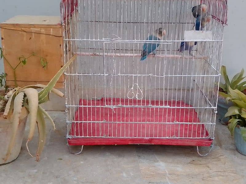 birds with cage 1