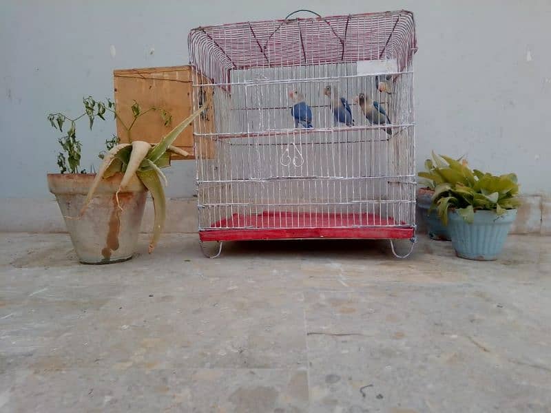 birds with cage 2