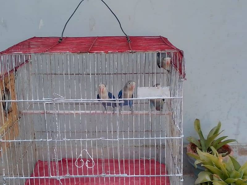 birds with cage 3